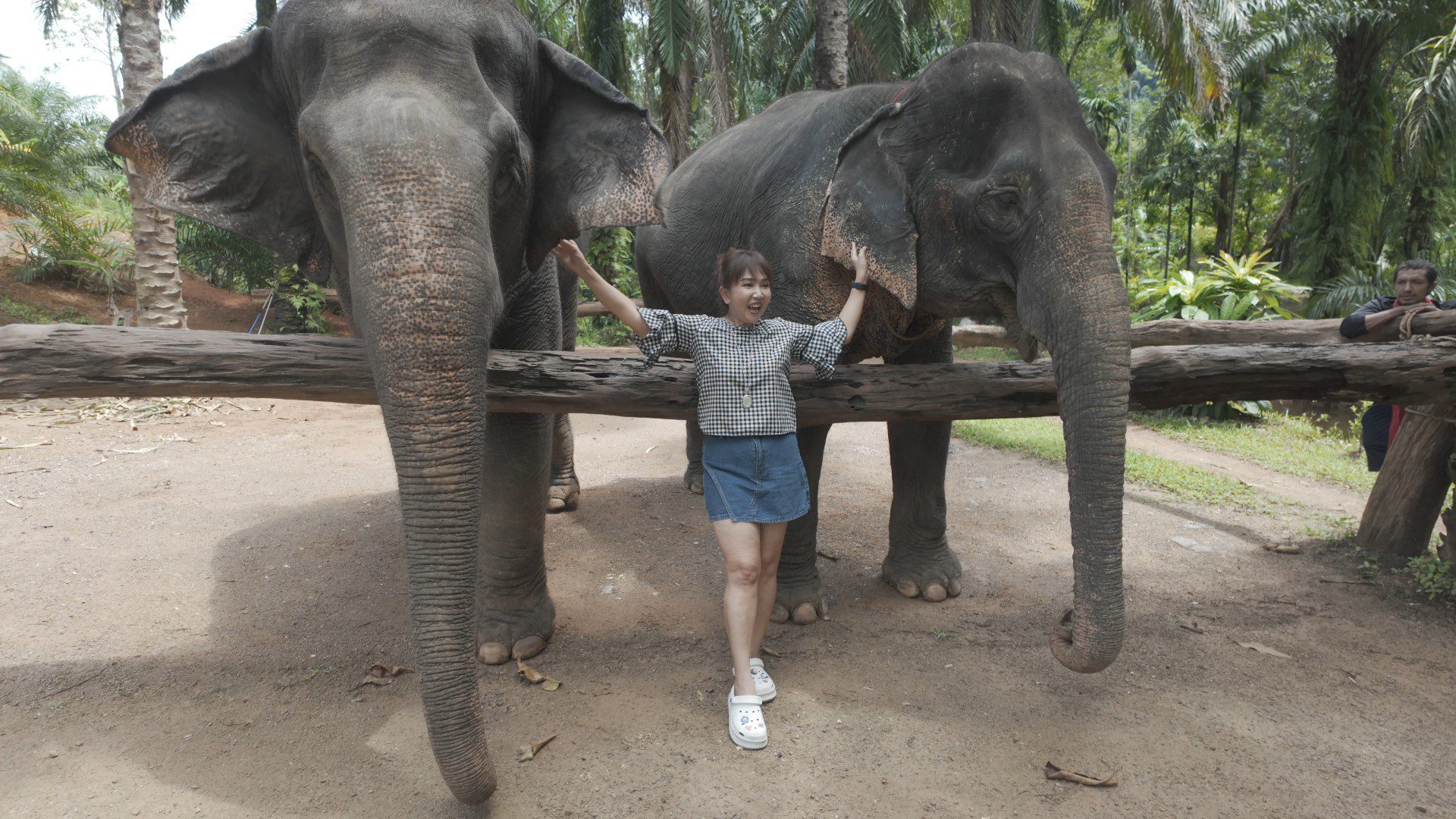 Krabi Elephants