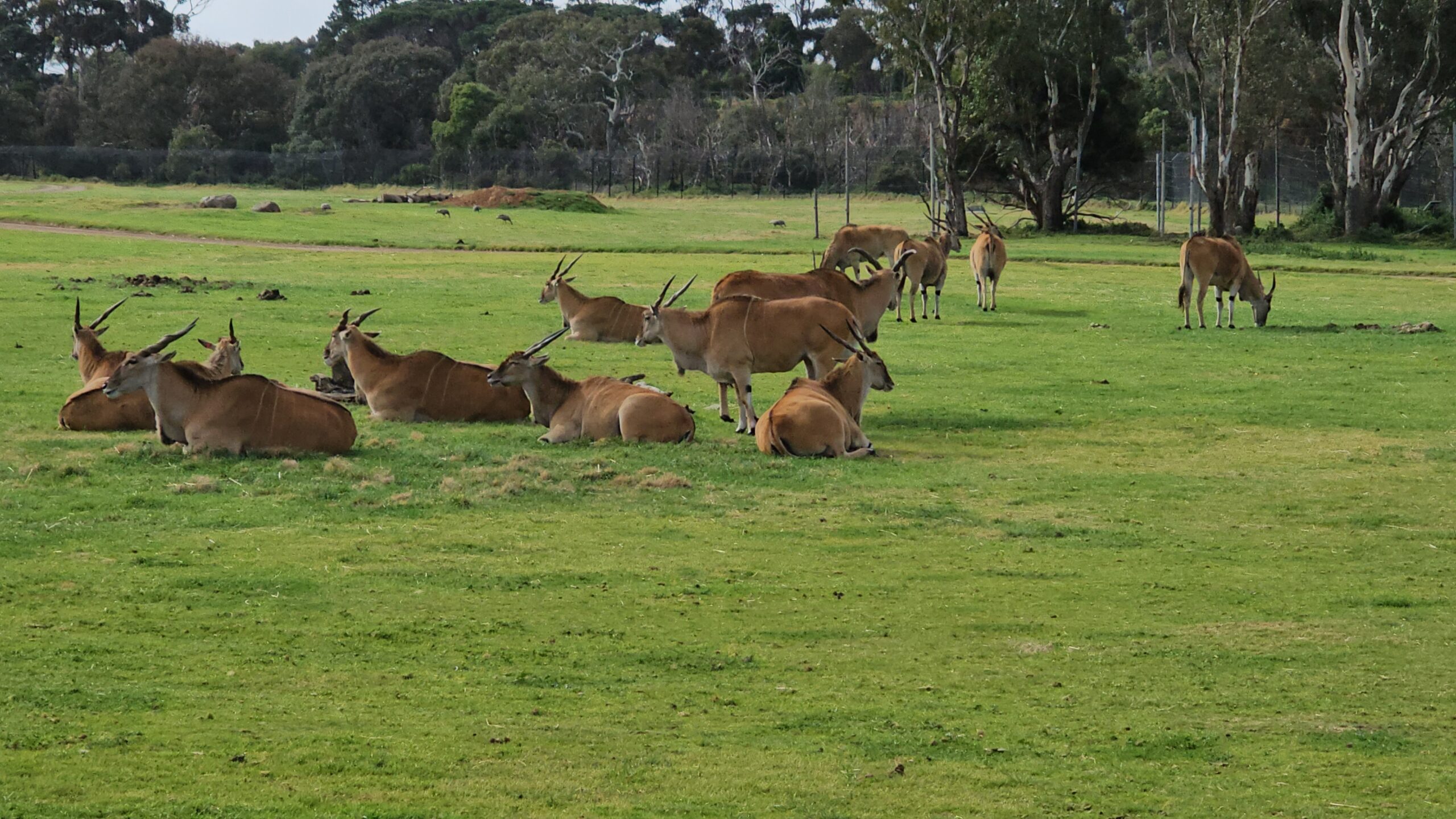 Werribee park Zoo