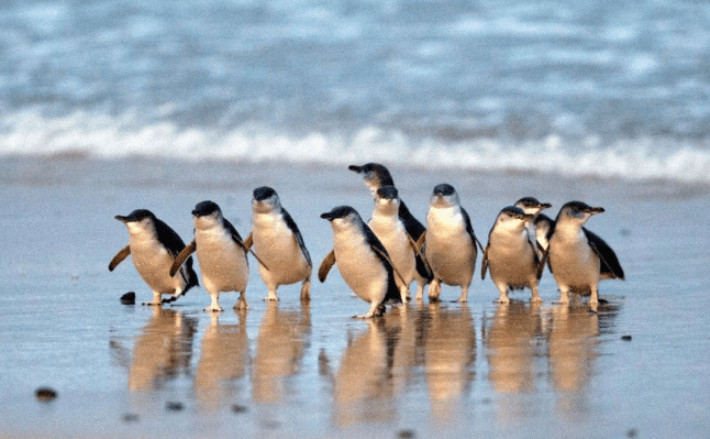 Penguins at Phillip Island
